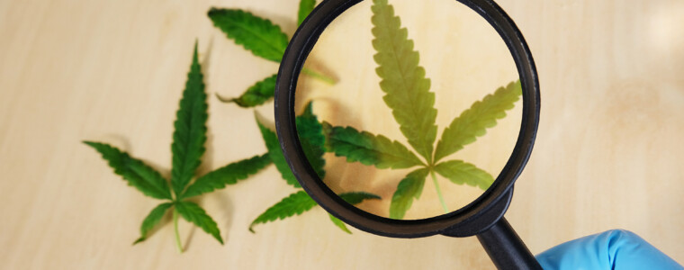 legalisation of marijuana
