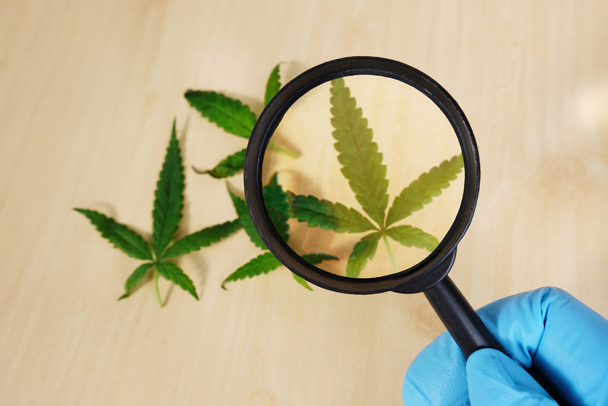 legalisation of marijuana
