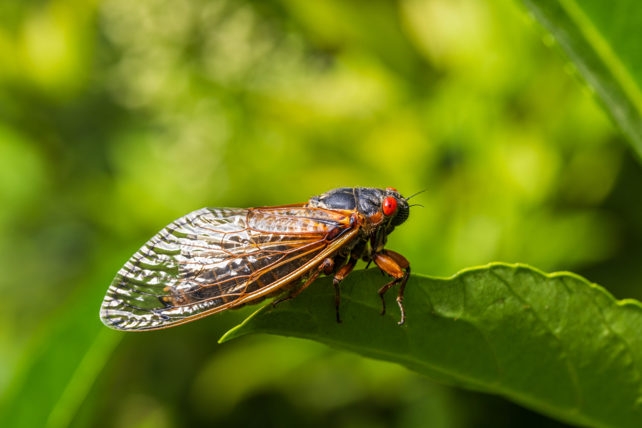 Covid-19 BA.3.2 Cicada variant shows 50+ spike protein mutations but remains low spread, offering insight into evolving Covid-19 dynamics